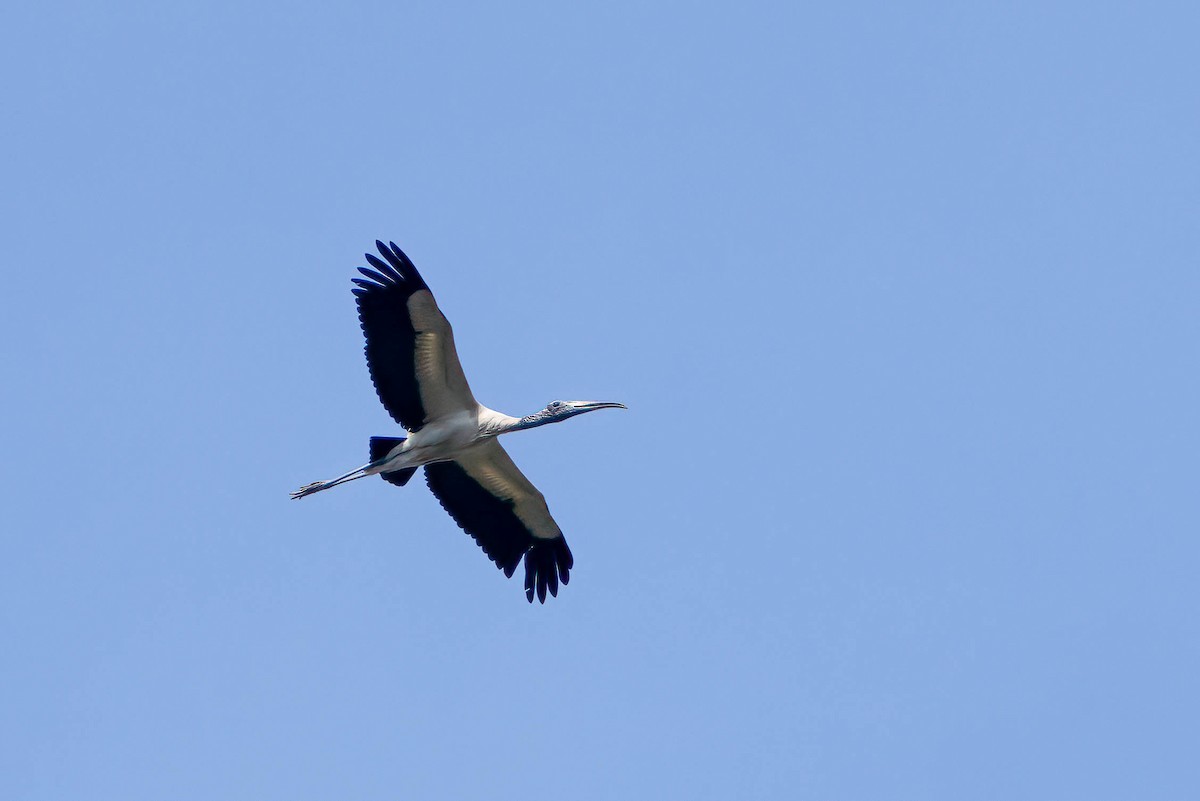 Wood Stork - ML638240224
