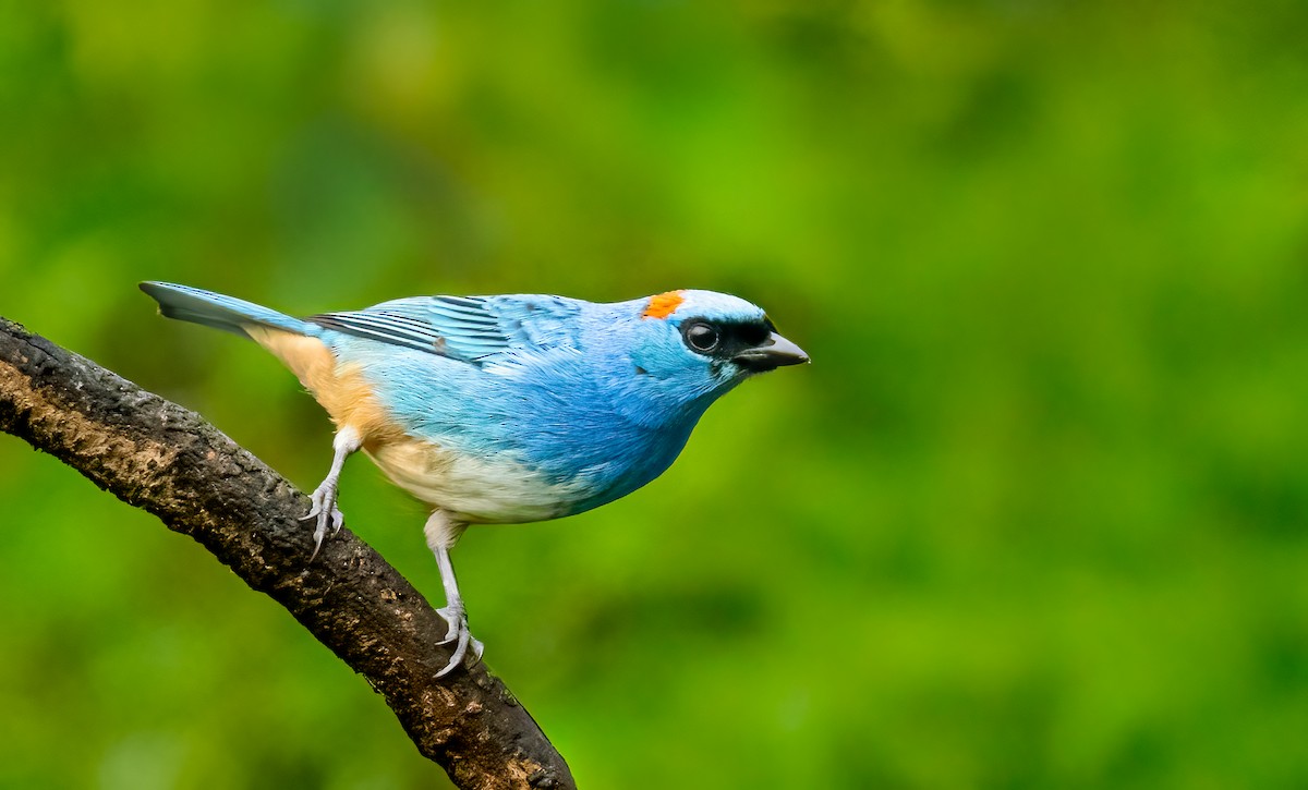 Golden-naped Tanager - ML638240228