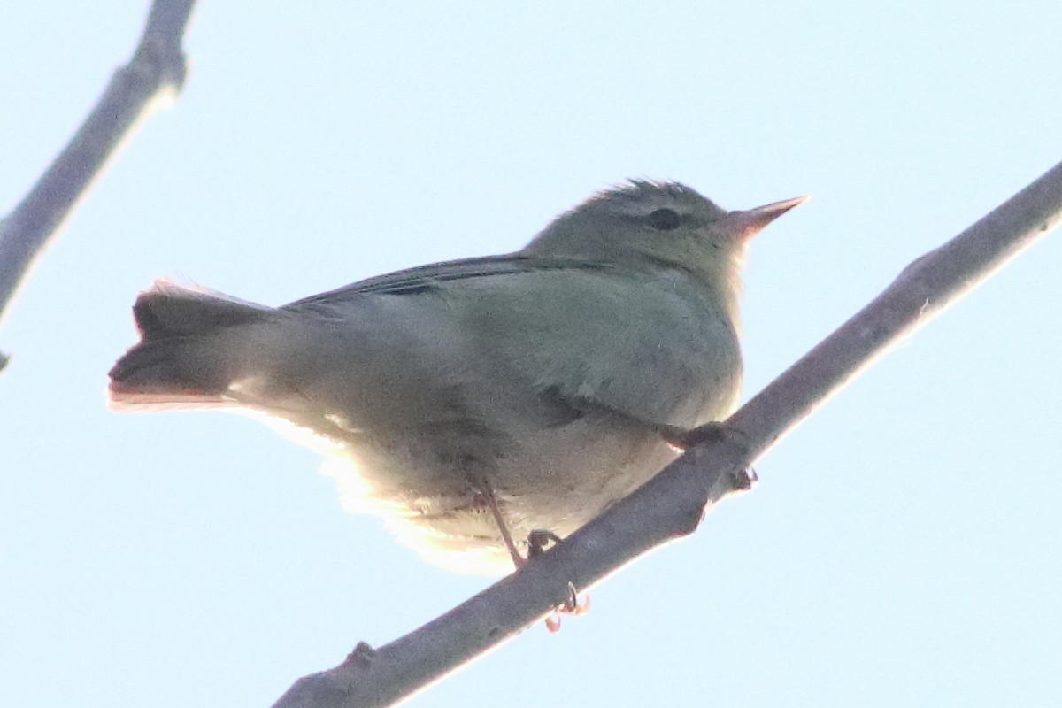 Tennessee Warbler - ML638240231
