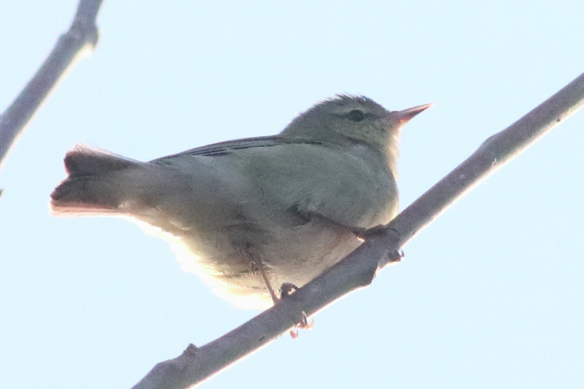 Tennessee Warbler - ML638240232
