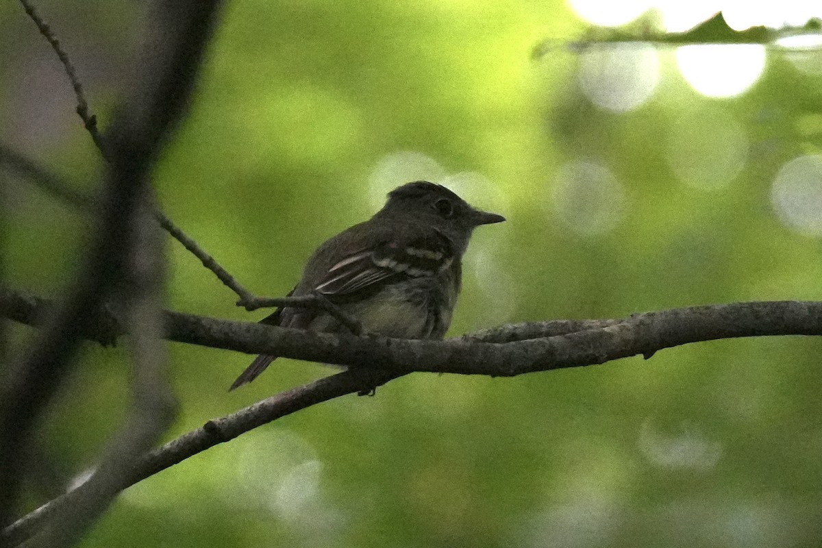 Acadian Flycatcher - ML638240234