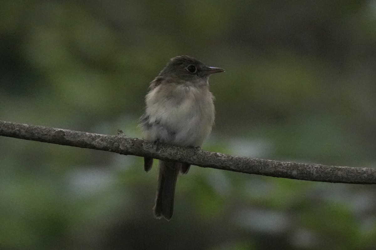 Acadian Flycatcher - ML638240235