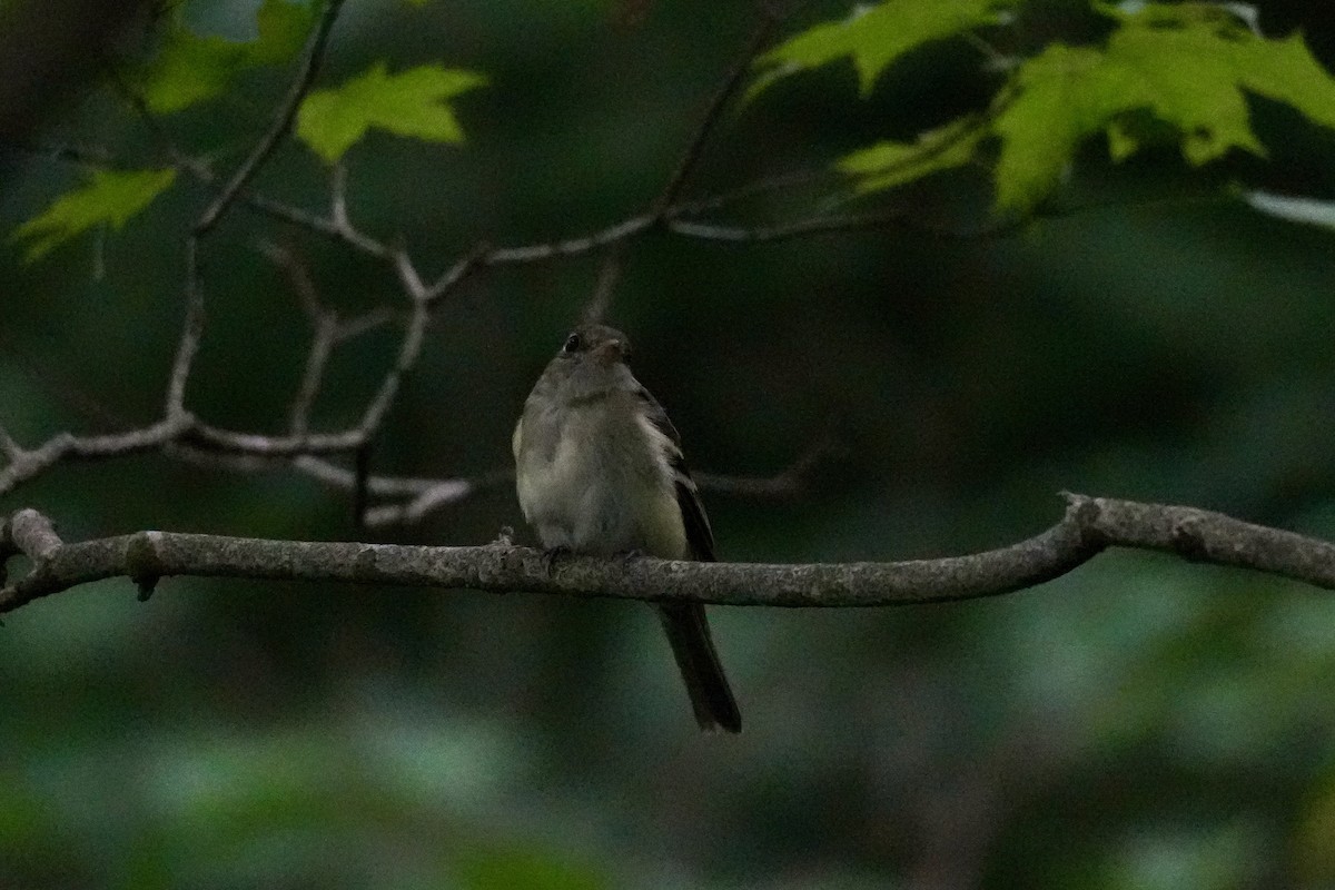 Acadian Flycatcher - ML638240236