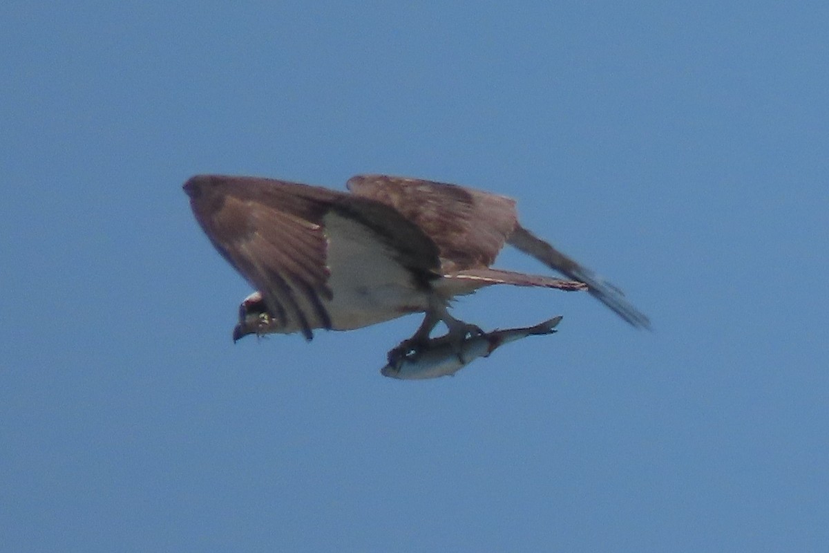 魚鷹 - ML638240242