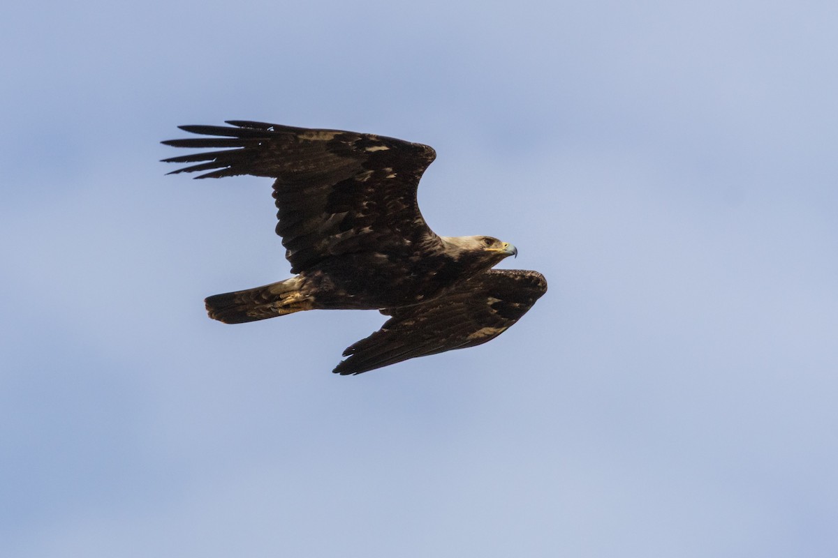 Imperial Eagle - ML638240249