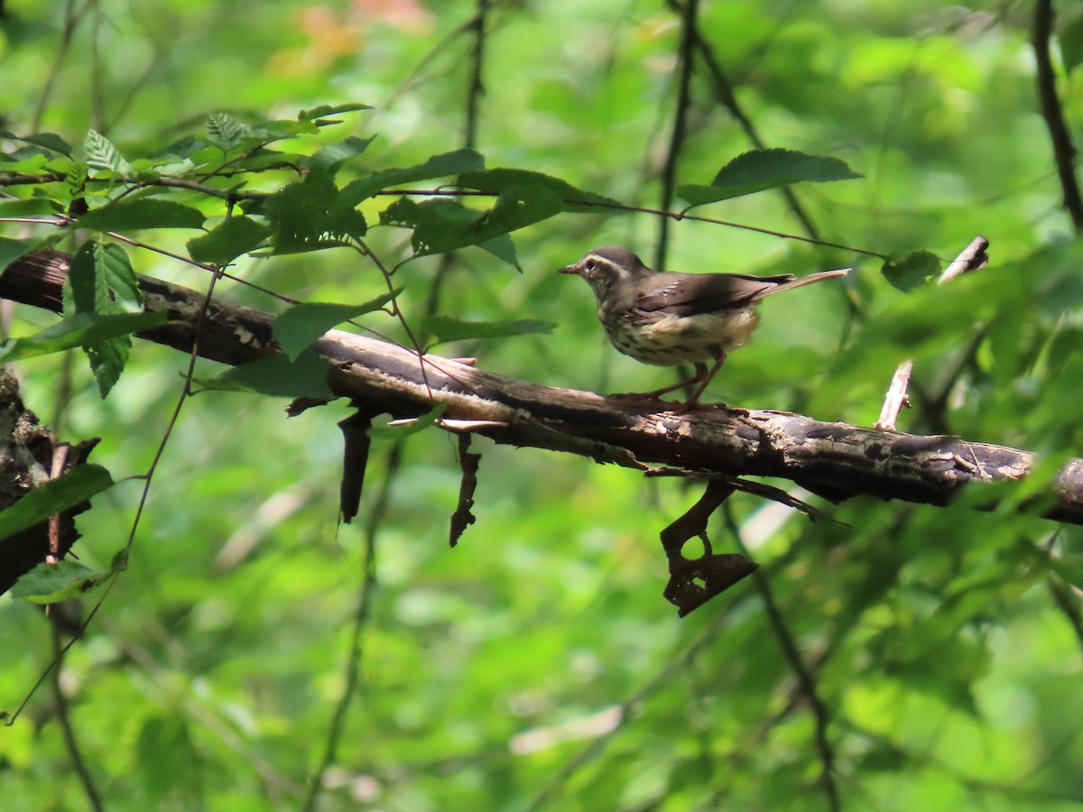Louisiana Waterthrush - ML638240252