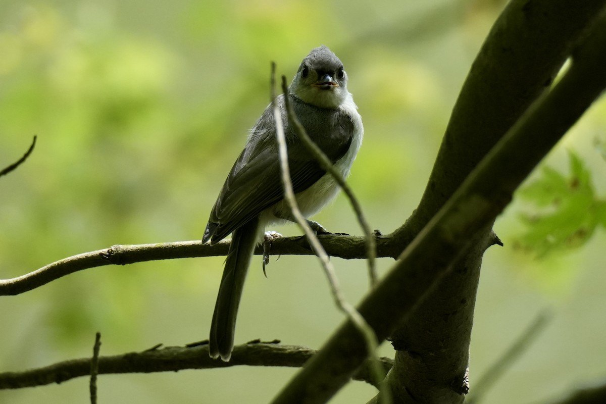 Tufted Titmouse - ML638240253