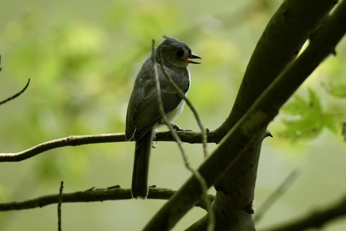 Tufted Titmouse - ML638240254