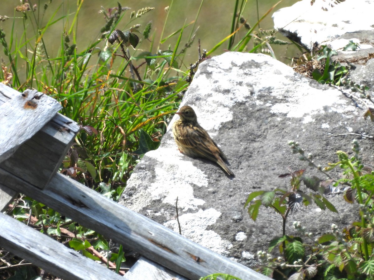 Meadow Pipit - ML638240260