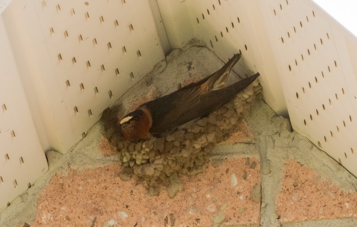 Cliff Swallow - ML638240279