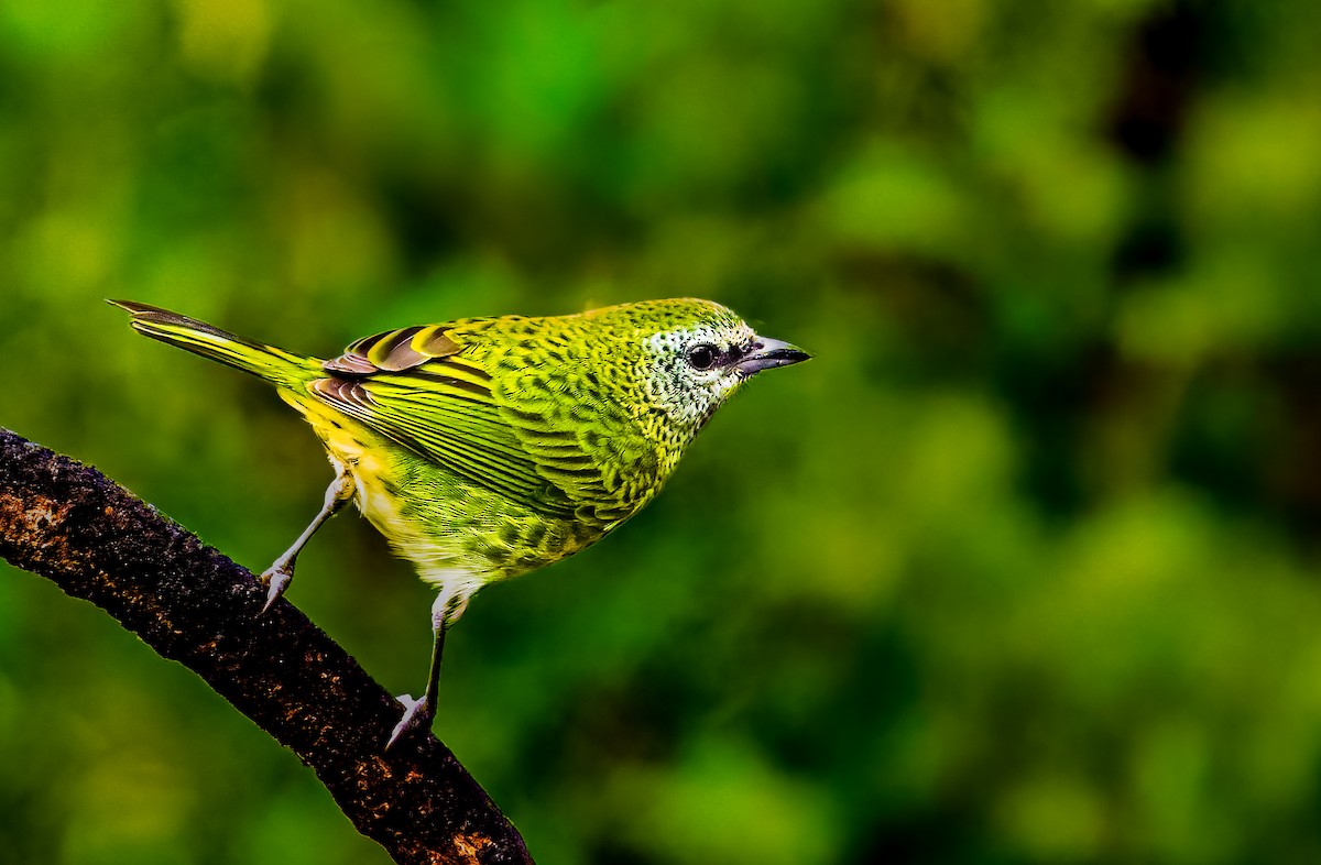 Spotted Tanager - ML638240286