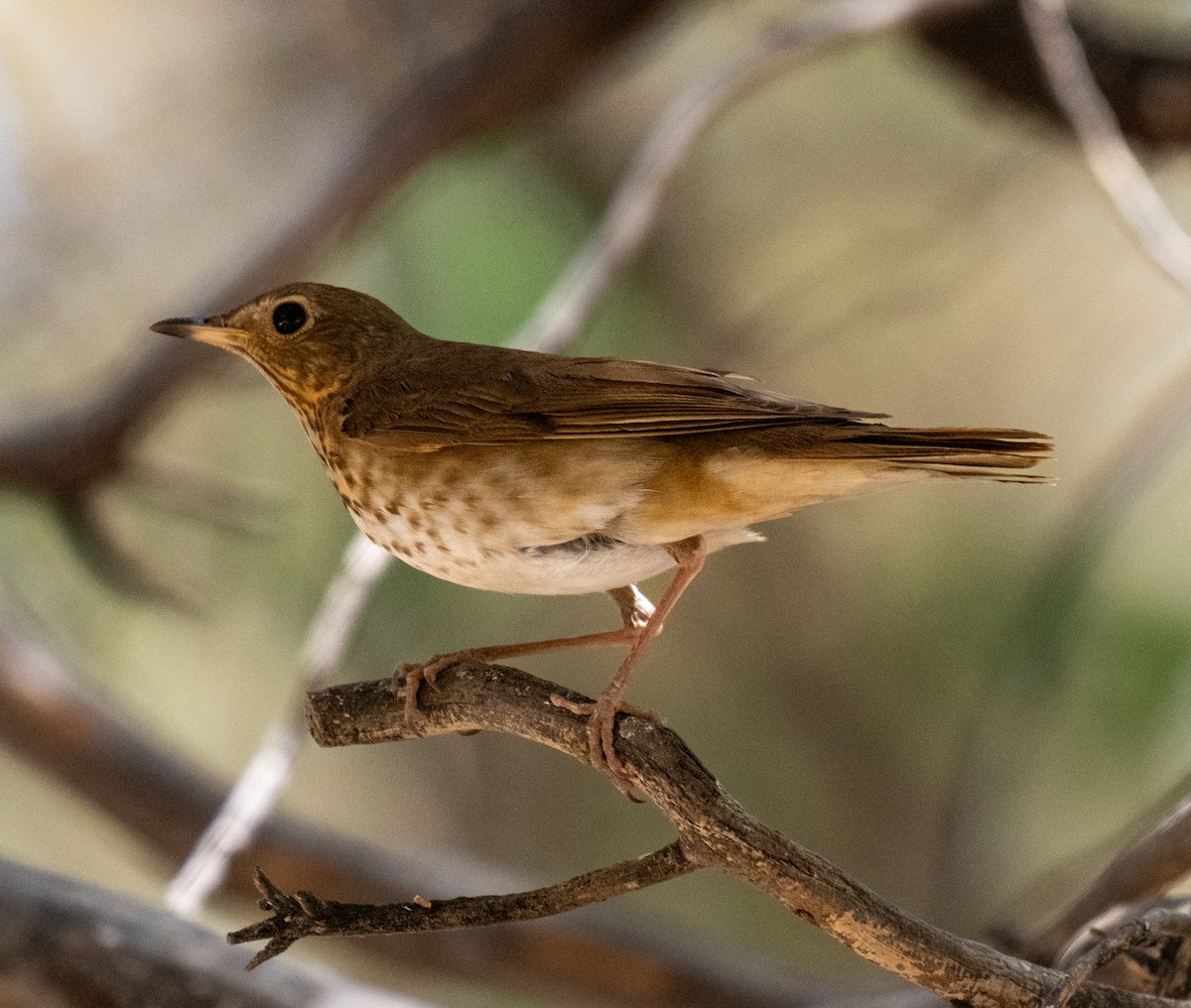 Swainson's Thrush - ML638240289