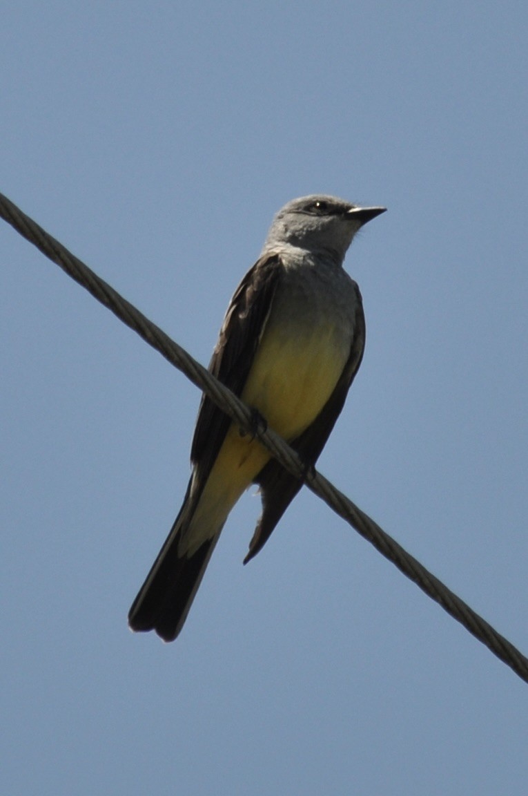 Western Kingbird - ML638240290