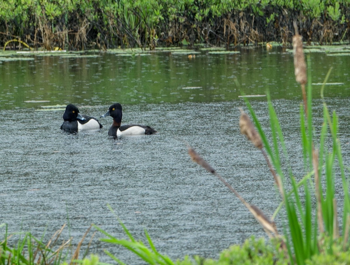 Ring-necked Duck - ML638240313