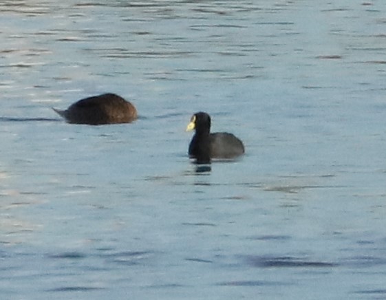 White-winged Coot - ML638240314