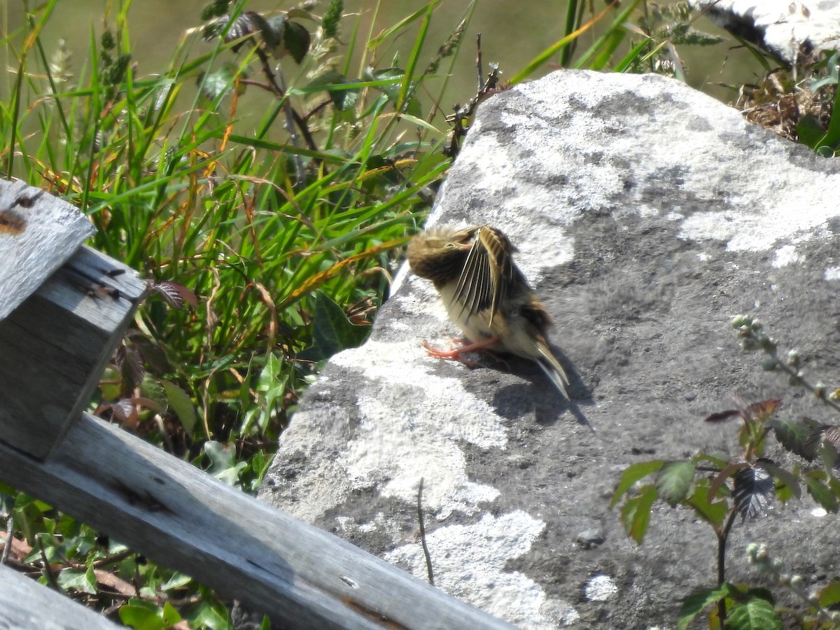 Meadow Pipit - ML638240319