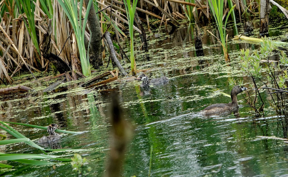 Pied-billed Grebe - ML638240327