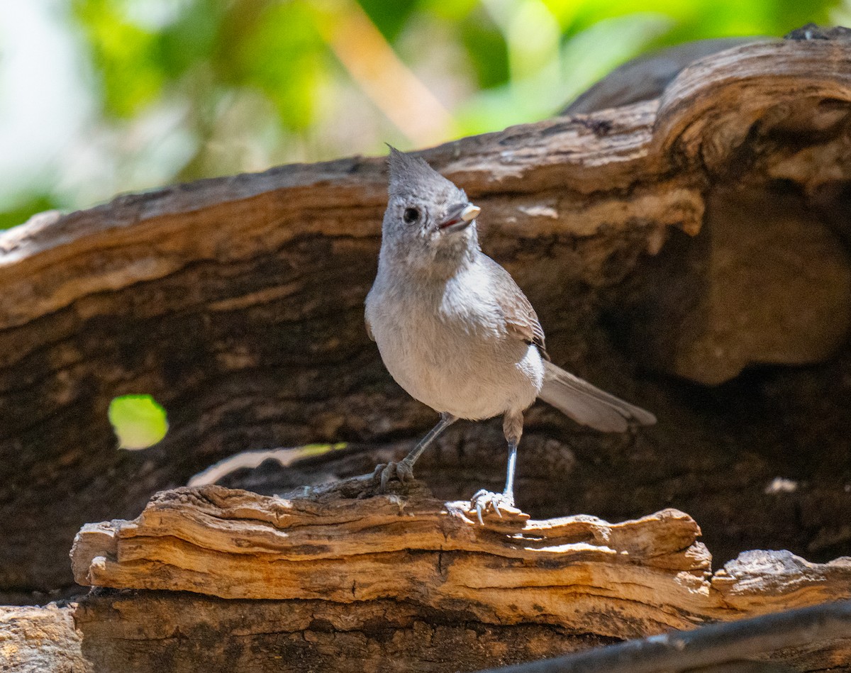 Juniper Titmouse - ML638240335
