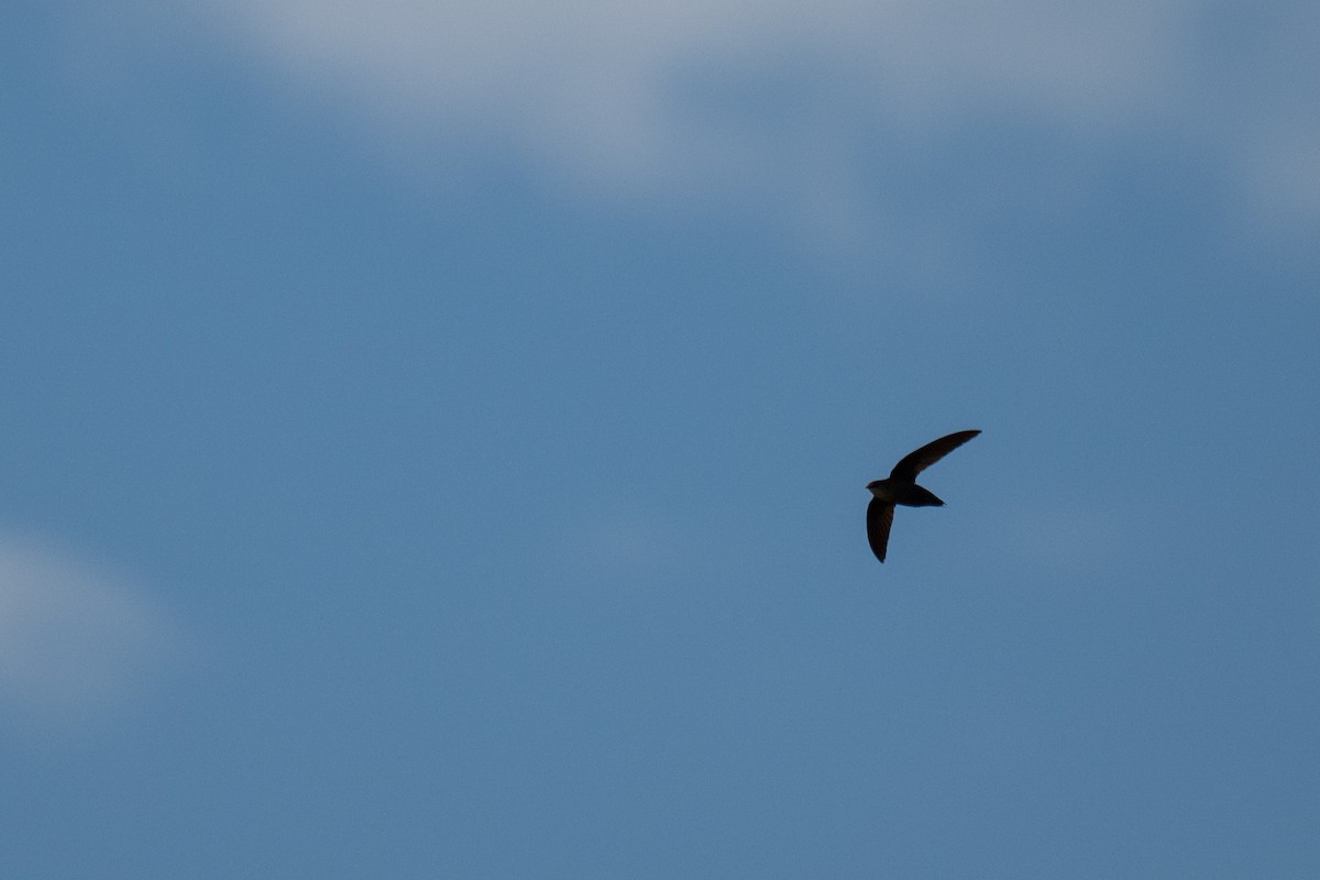Chimney Swift - ML638240337