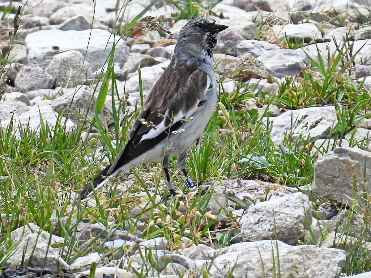 White-winged Snowfinch - ML638240347