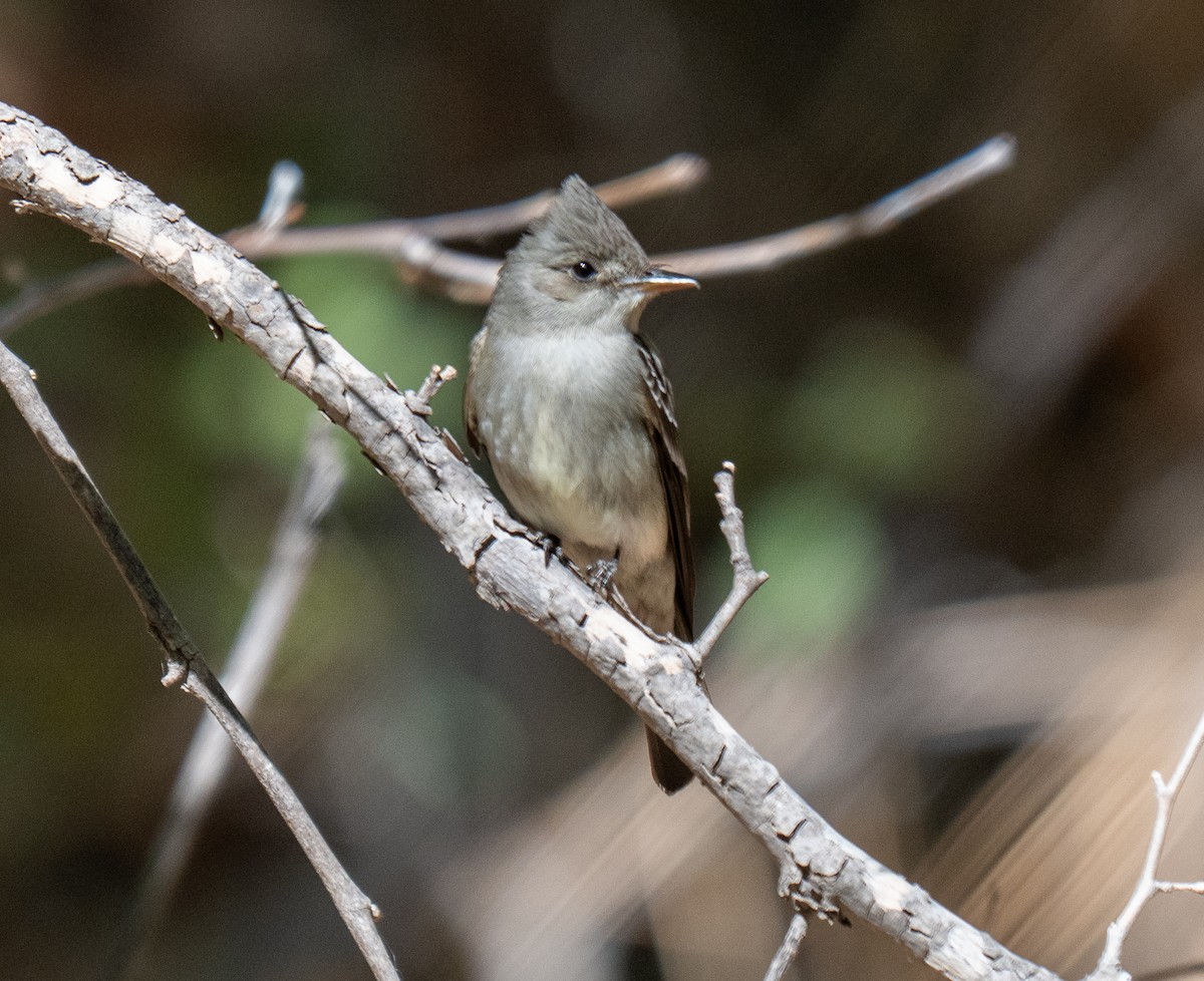 Juniper Titmouse - ML638240350