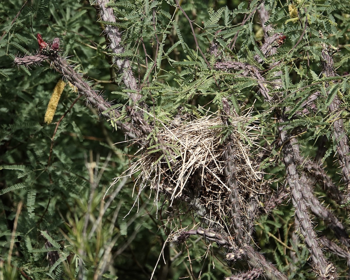 Verdin - ML638240351