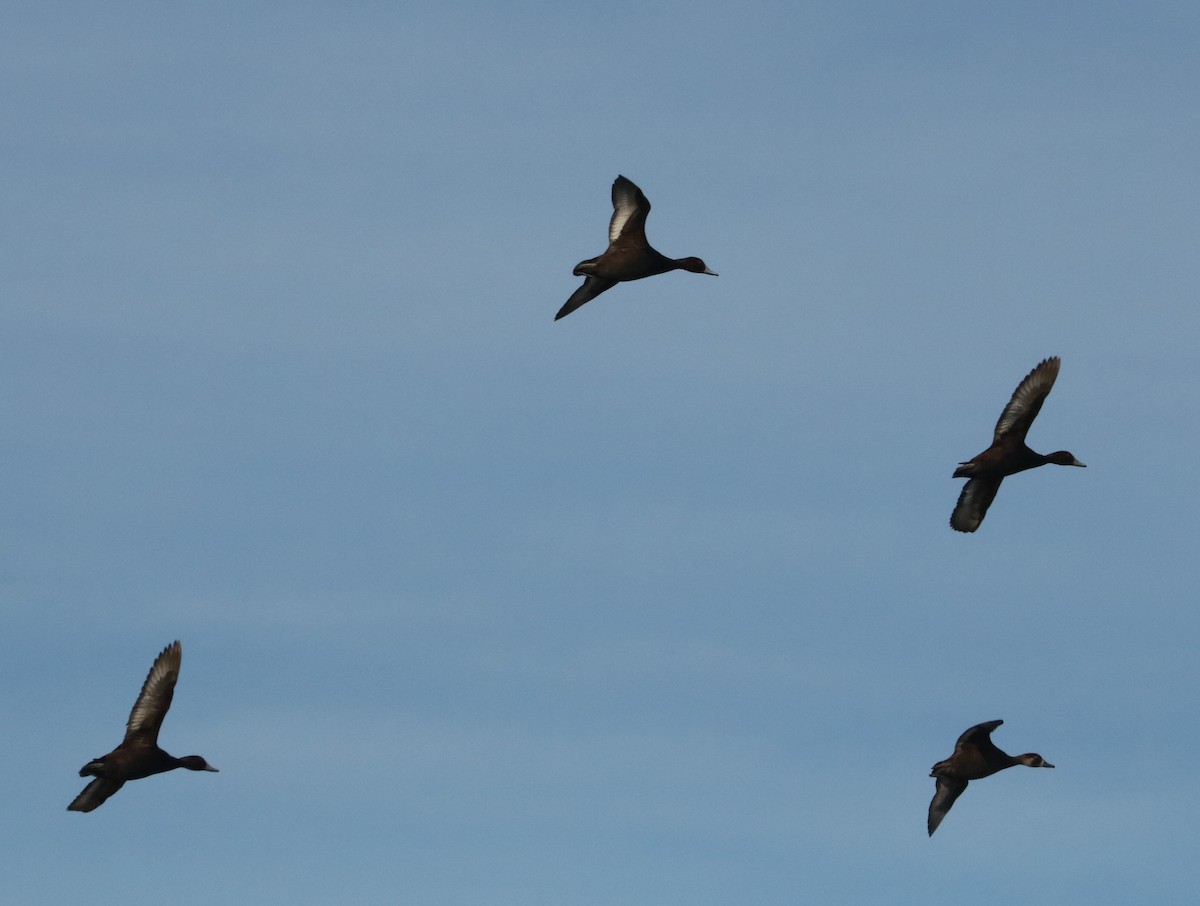 Southern Pochard - ML638240353