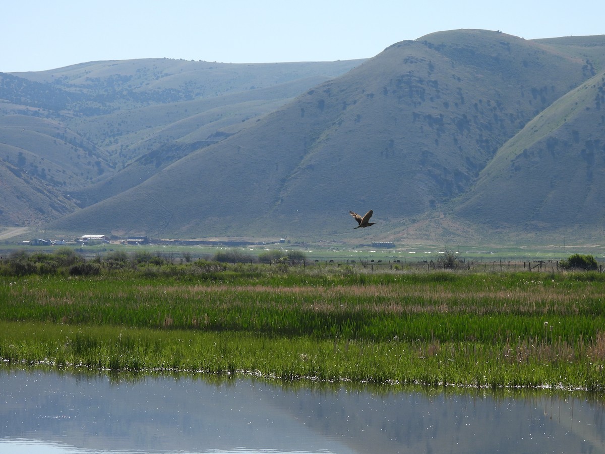 American Bittern - ML638240355