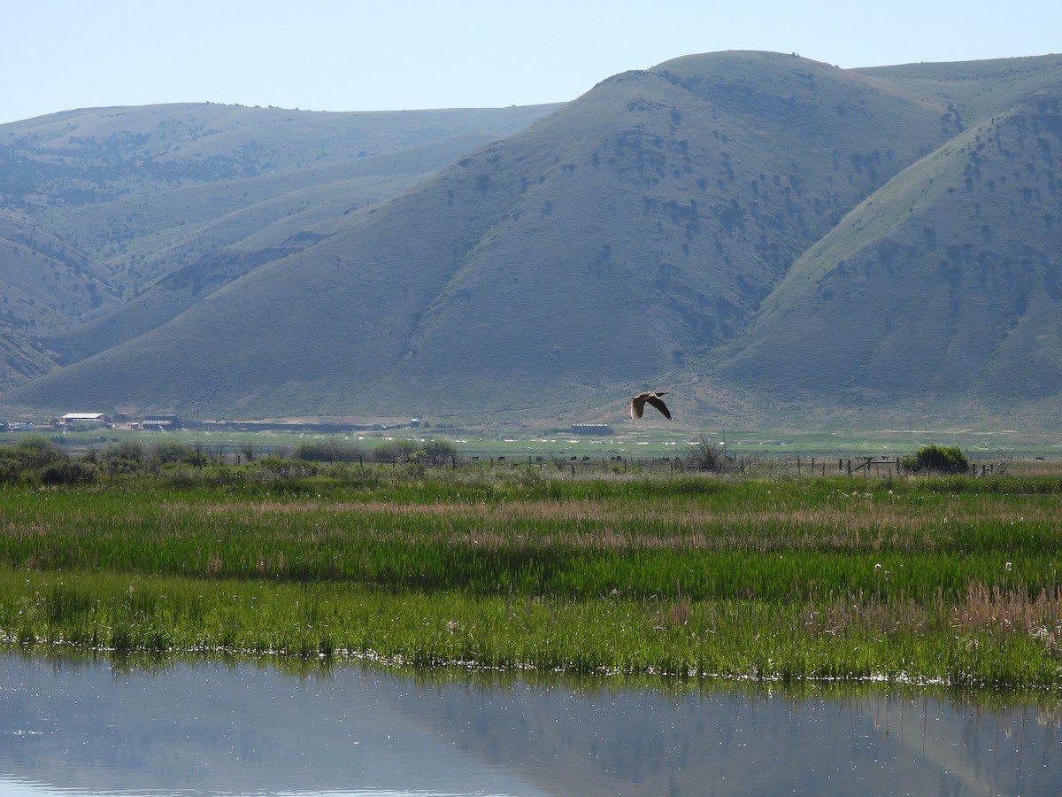 American Bittern - ML638240361