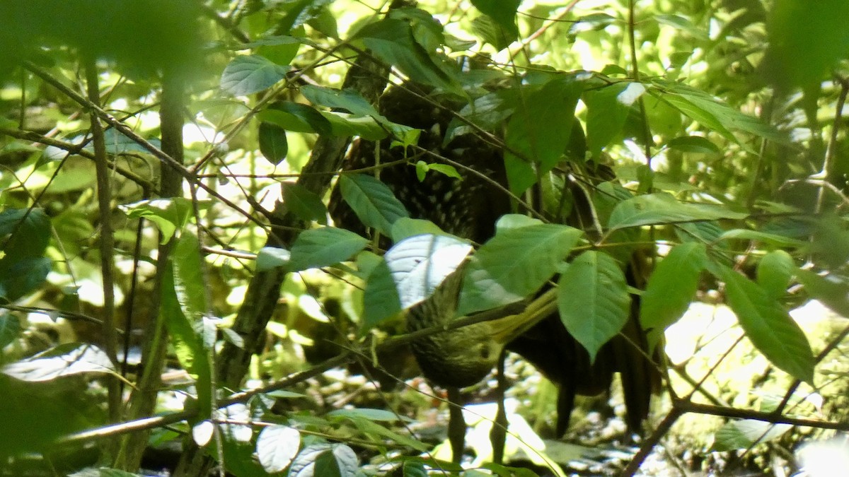 kurlan chřástalovitý - ML638240363