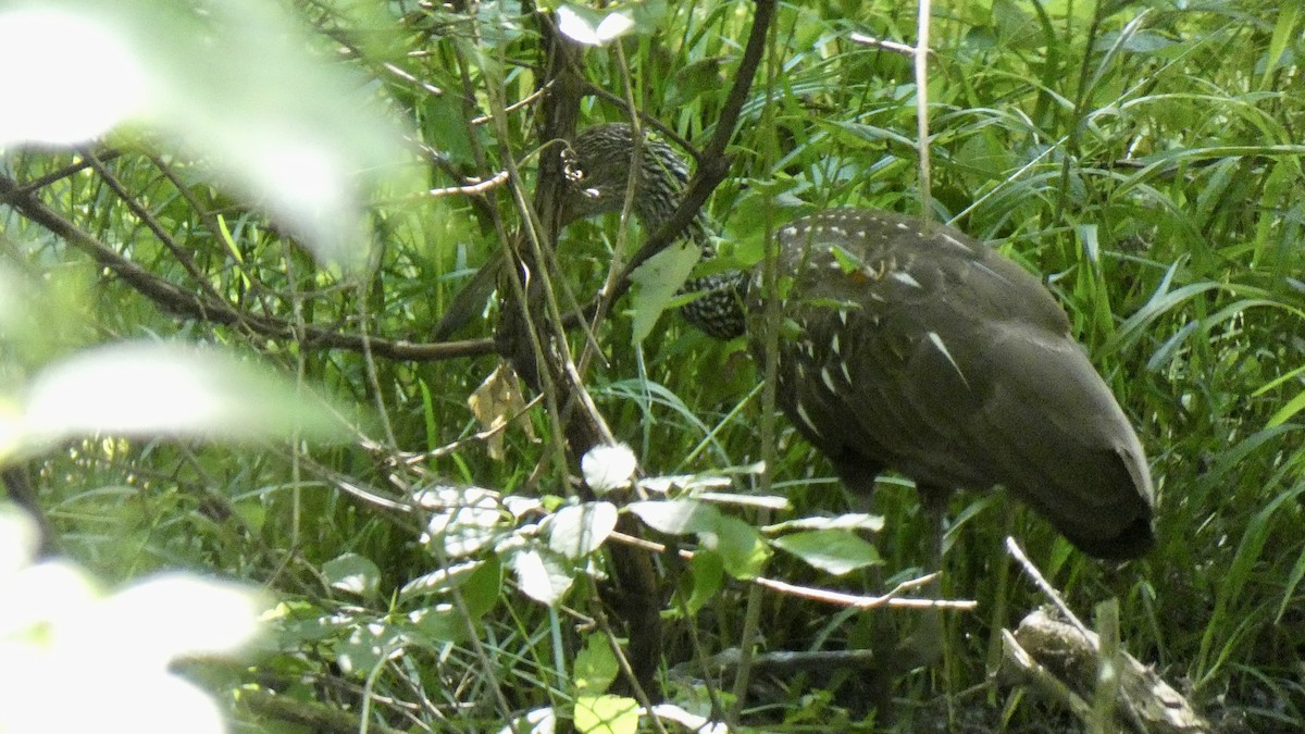 kurlan chřástalovitý - ML638240364