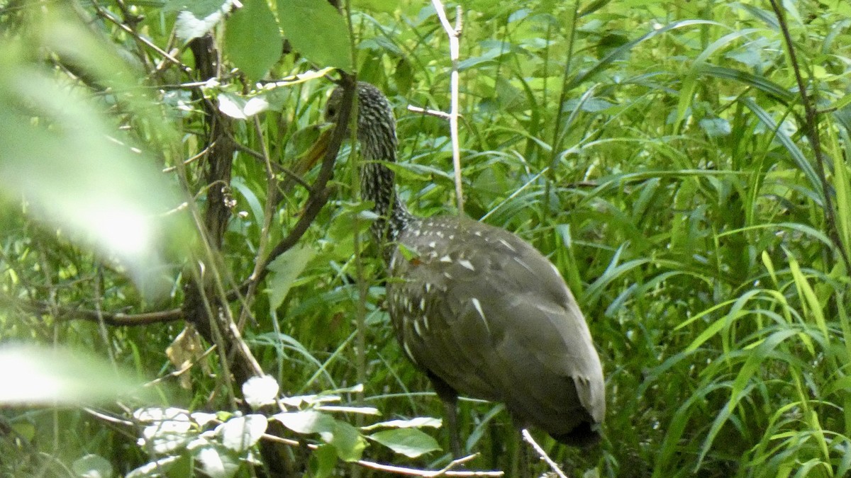 kurlan chřástalovitý - ML638240365