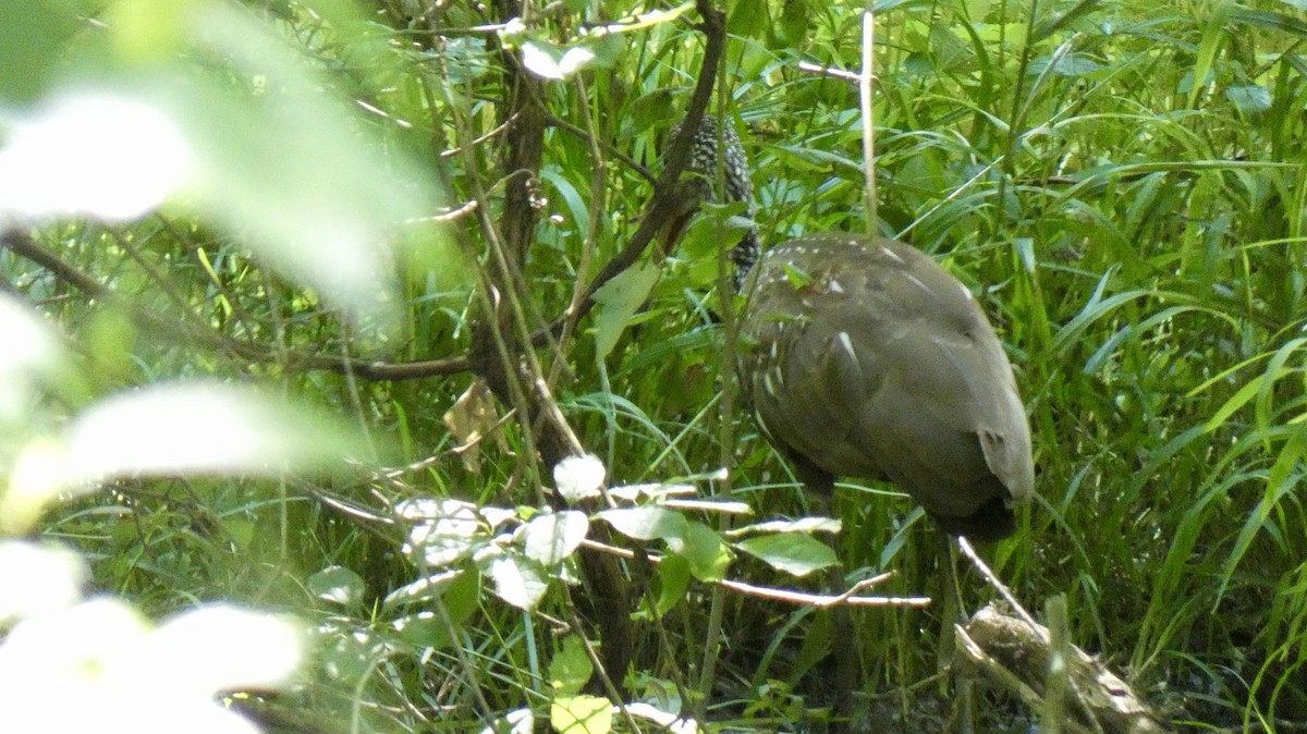 kurlan chřástalovitý - ML638240366