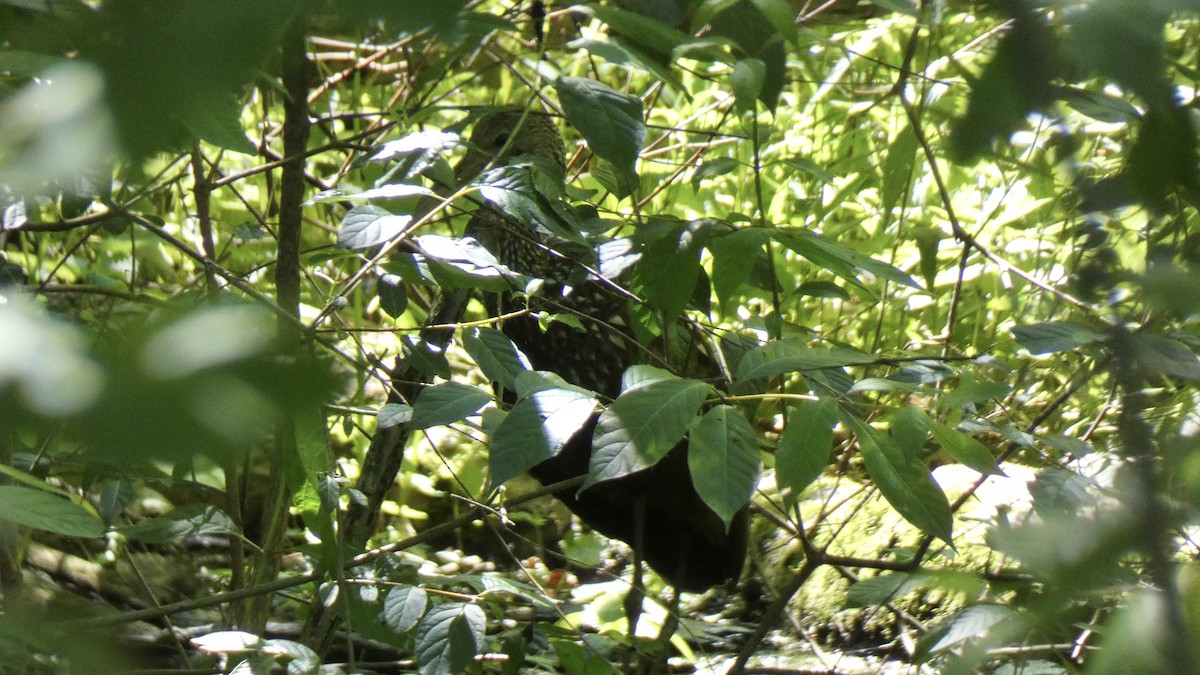 kurlan chřástalovitý - ML638240367