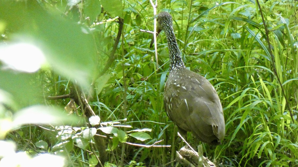 kurlan chřástalovitý - ML638240368