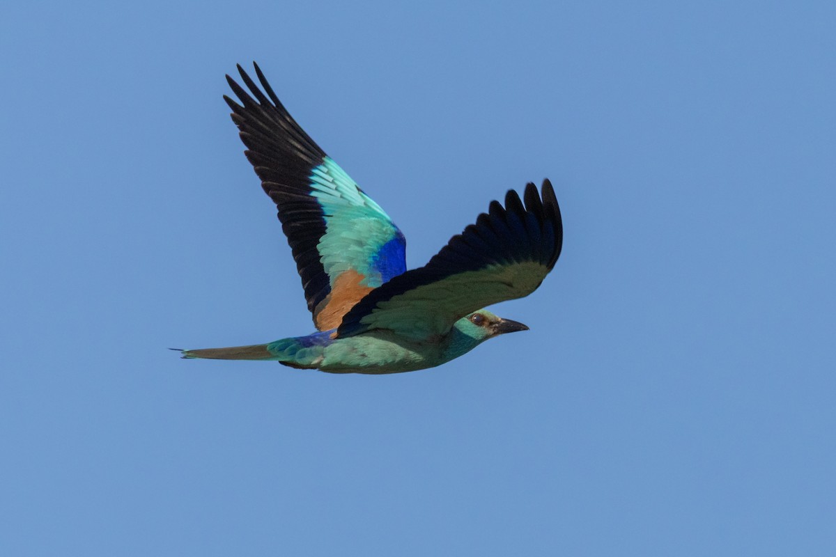 European Roller - ML638240375