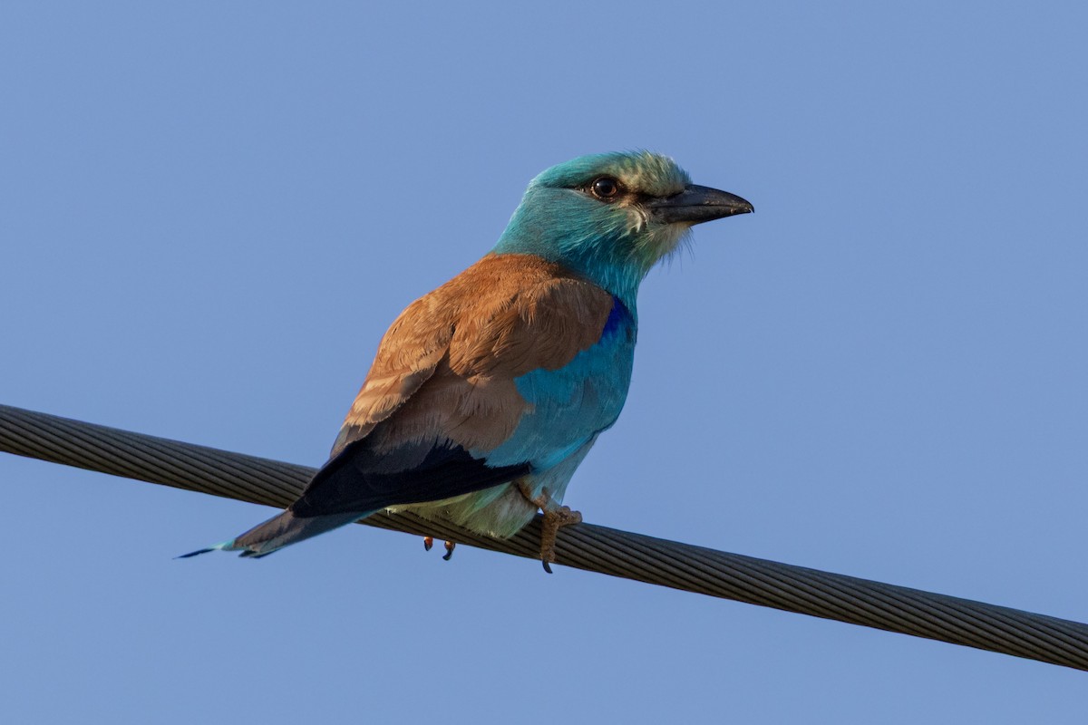 European Roller - ML638240376