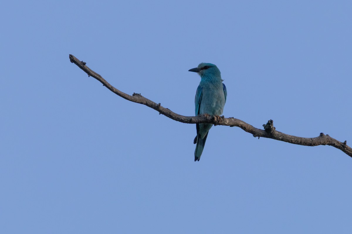 European Roller - ML638240378