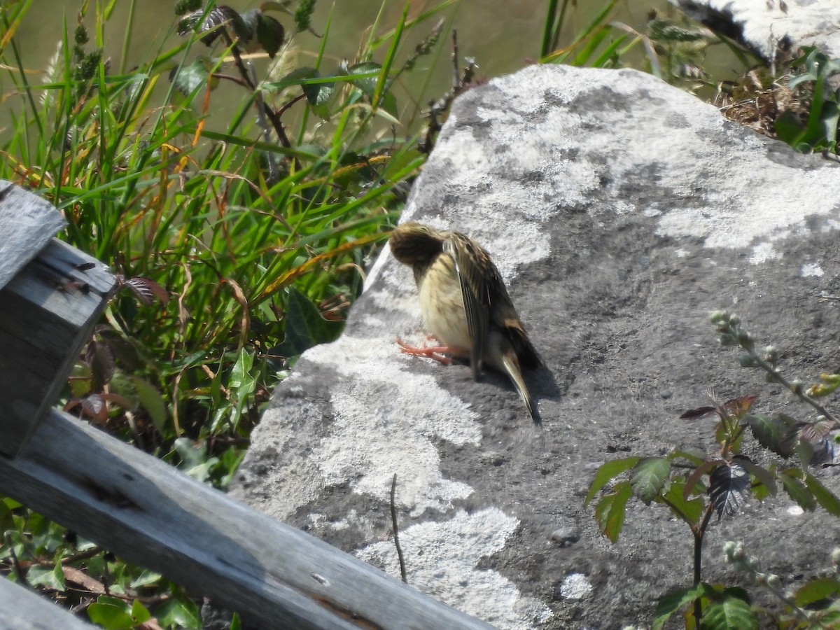 Meadow Pipit - ML638240414
