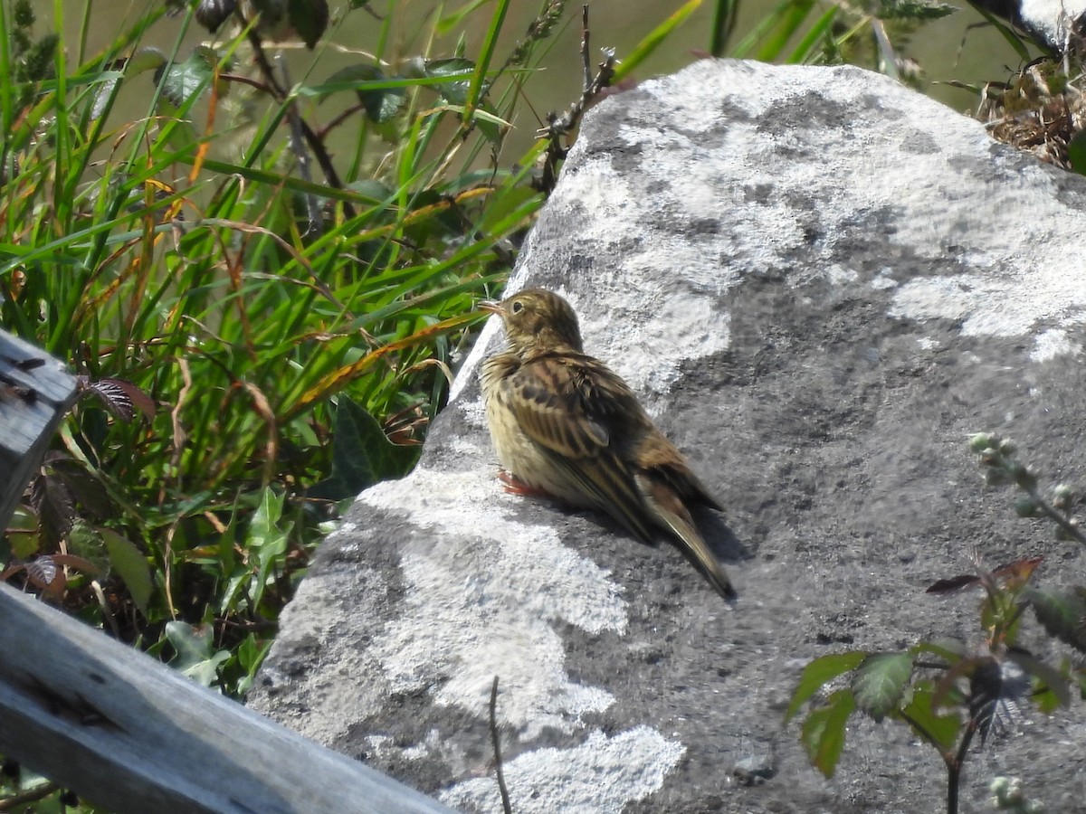 Meadow Pipit - ML638240418