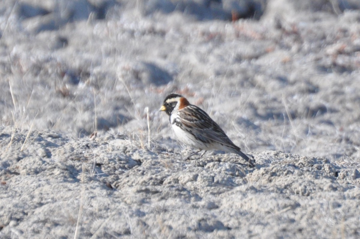 Lapland Longspur - ML638240432
