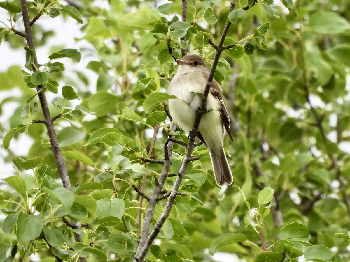 Willow Flycatcher - ML638240437