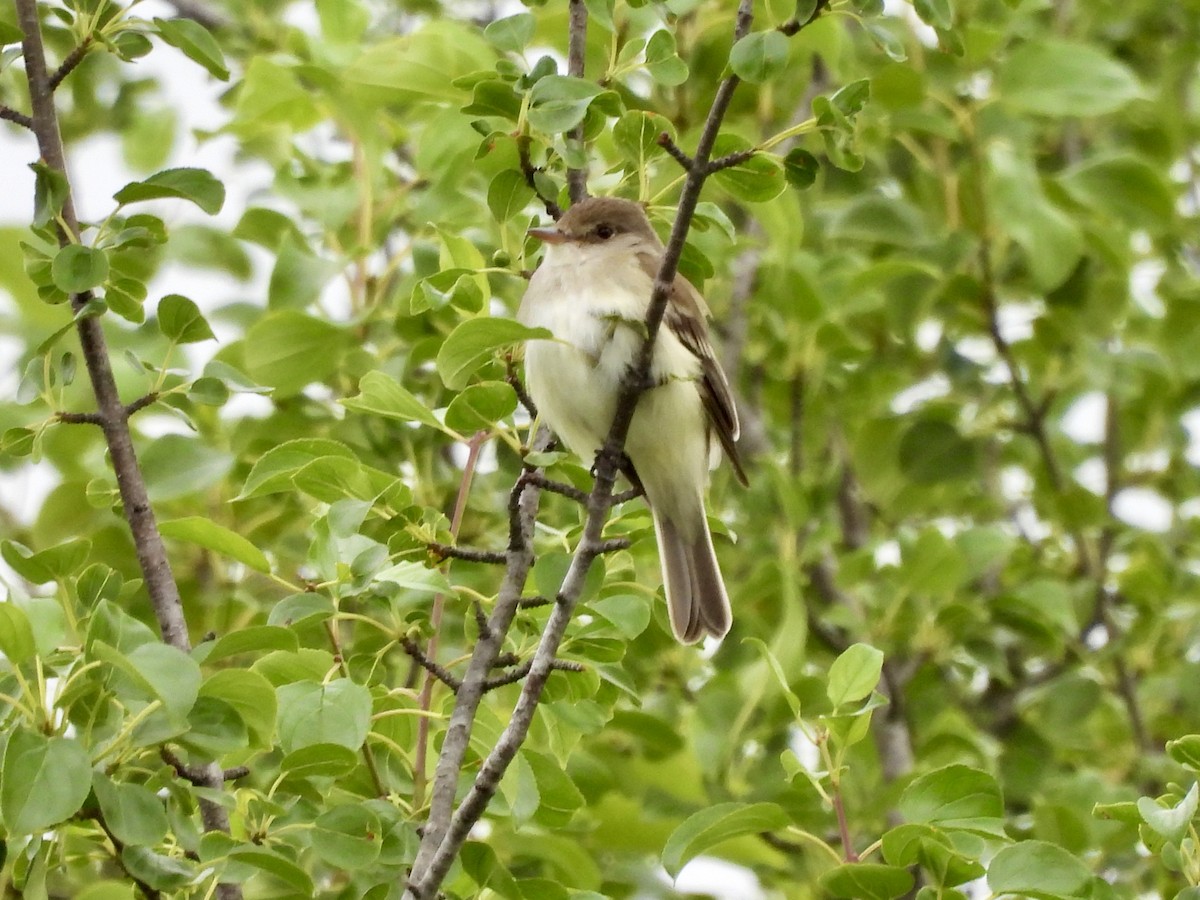 Willow Flycatcher - ML638240438