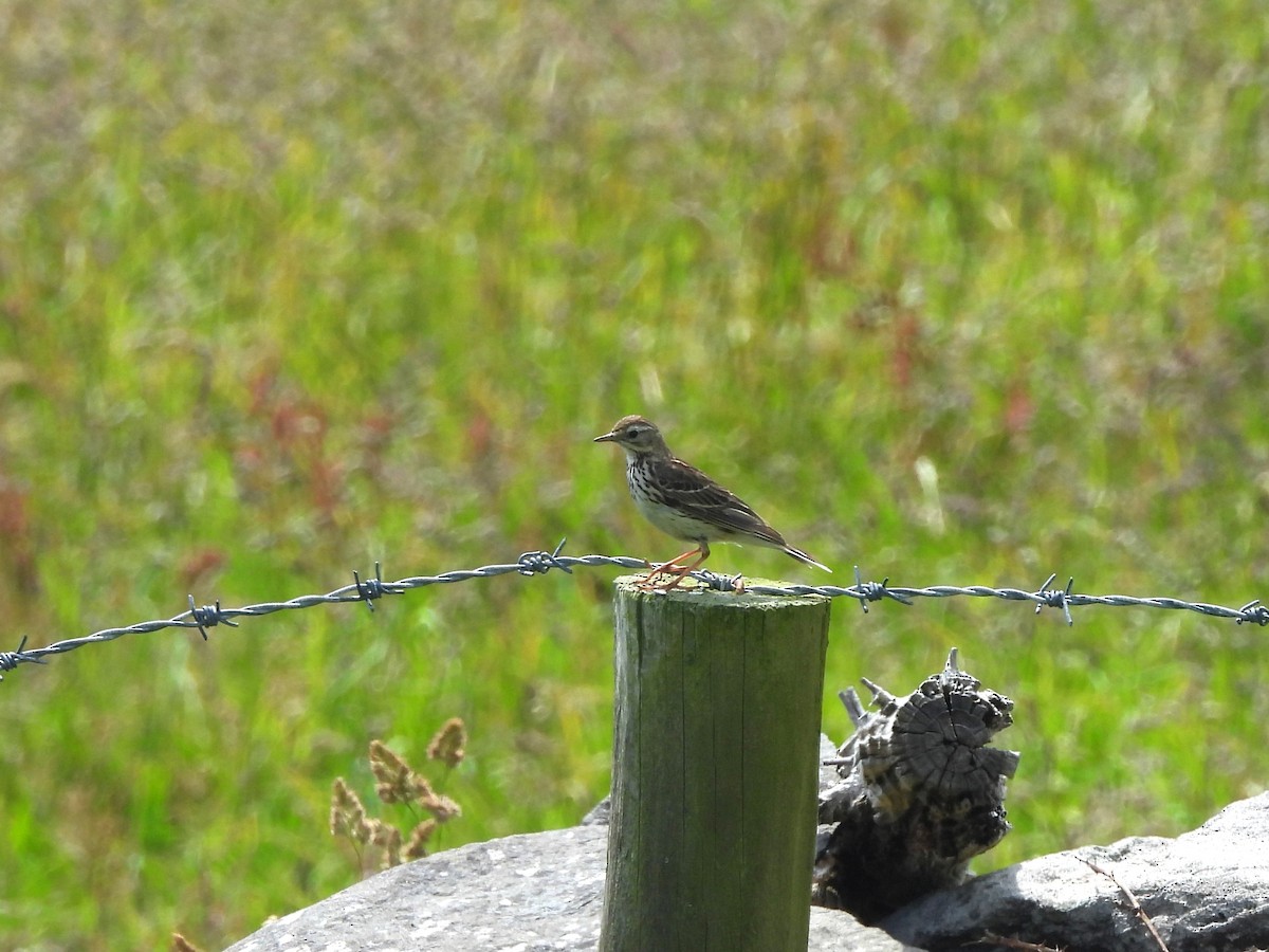 Meadow Pipit - ML638240462