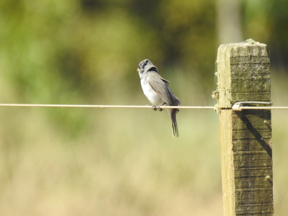 Double-collared Seedeater - ML638240497