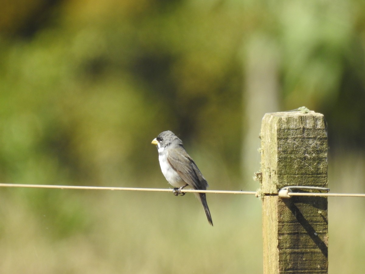 Double-collared Seedeater - ML638240499