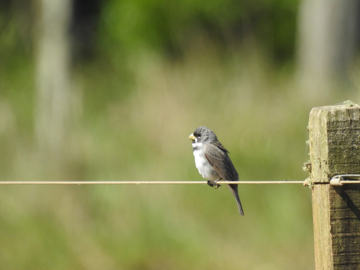 Double-collared Seedeater - ML638240500