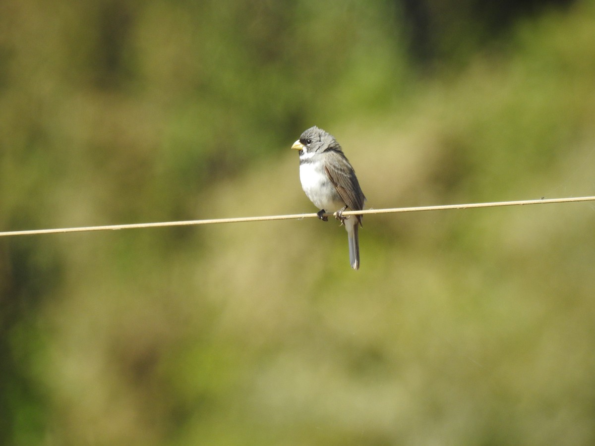 Double-collared Seedeater - ML638240501