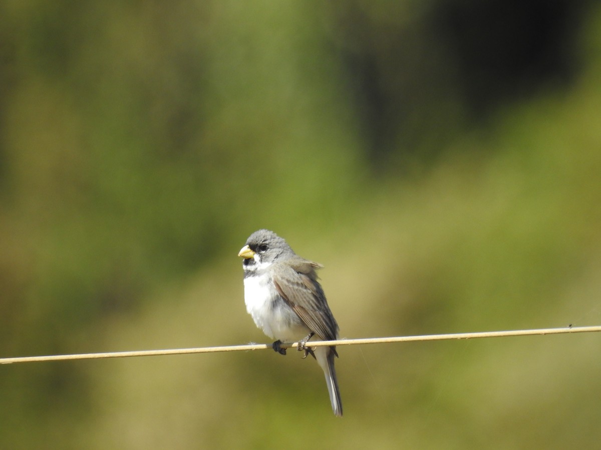 Double-collared Seedeater - ML638240502