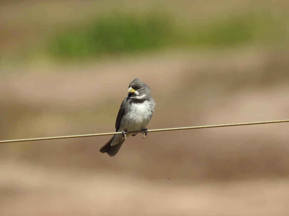 Double-collared Seedeater - ML638240503